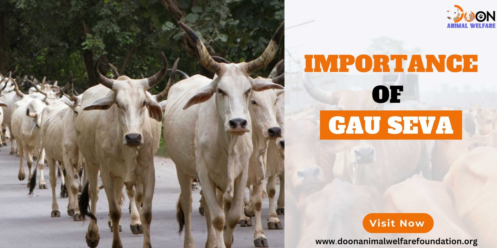 importance of gau seva-a