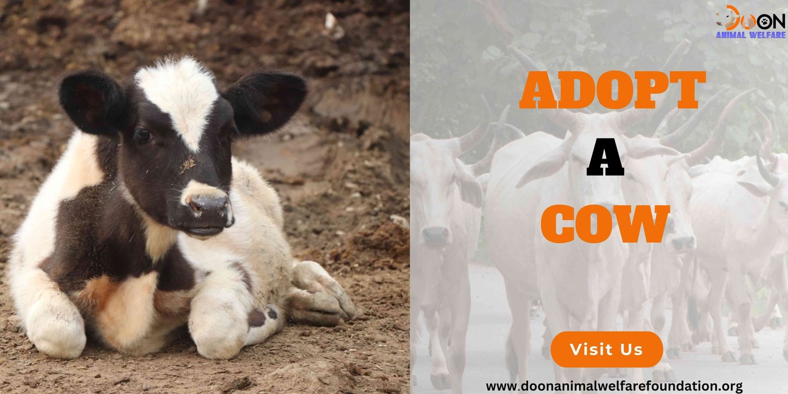 Adopt A Cow - Doon Animal Welfare