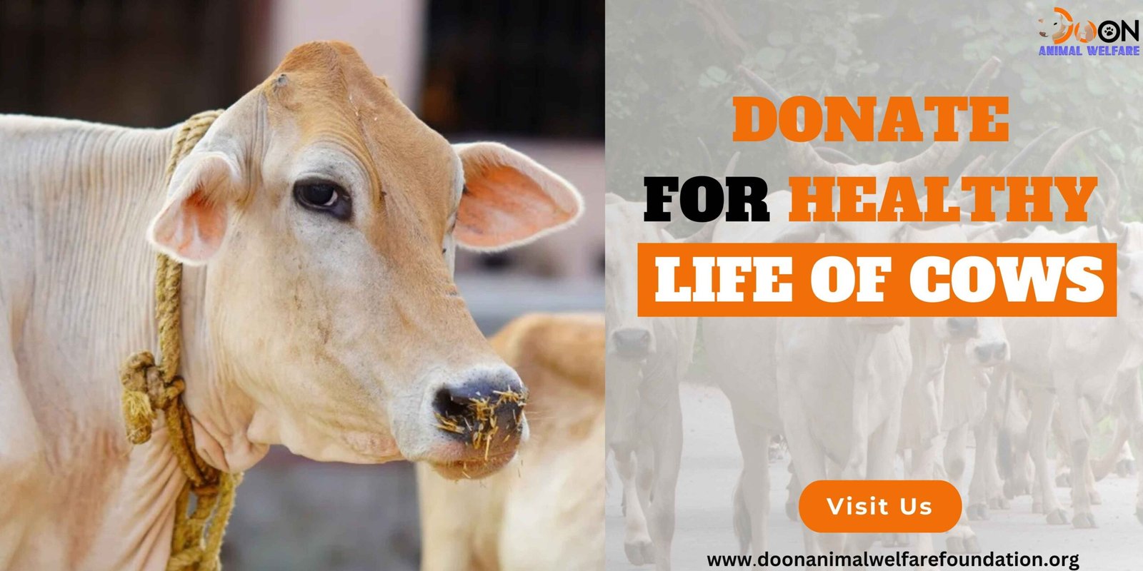 Donate For Healthy Life of Cows