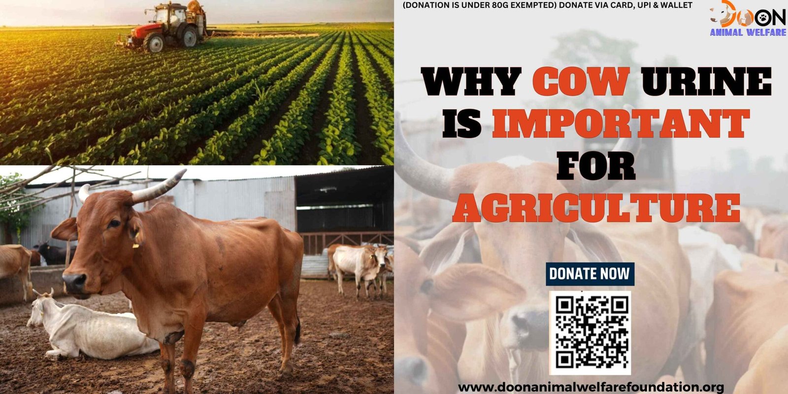 Importance of cow urine in agriculture