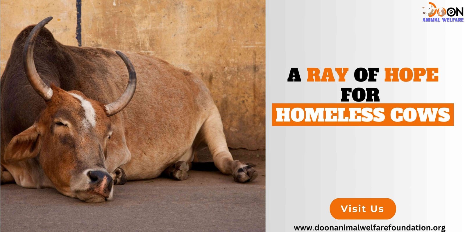 Save Homeless Cows