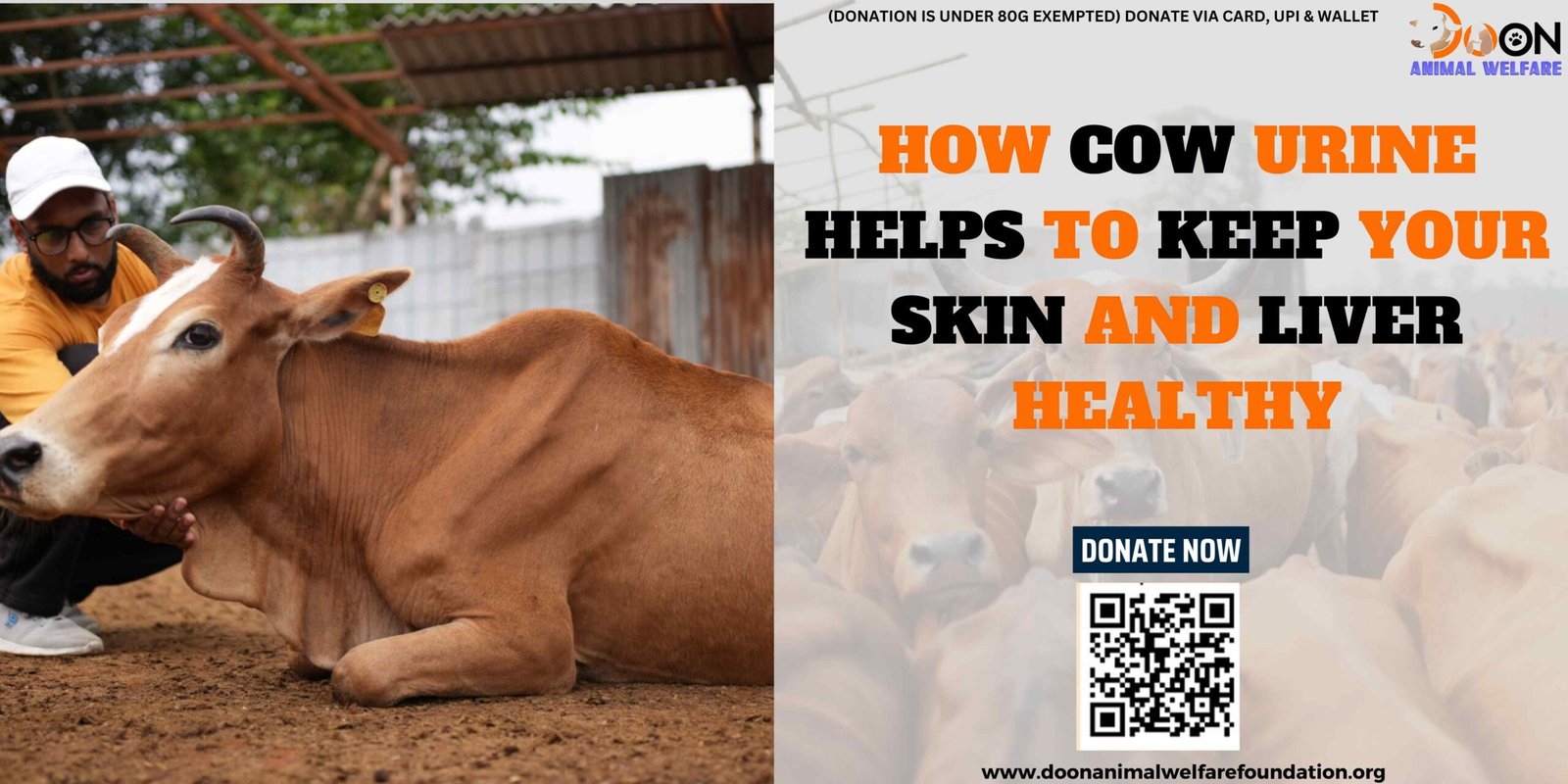 Cow Urine Benefits For Skin and Liver