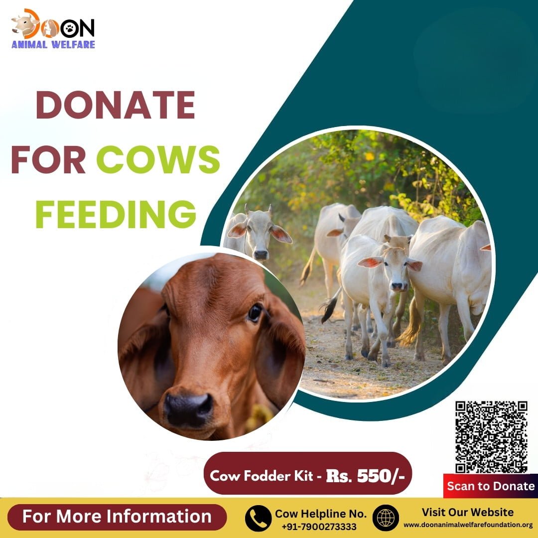 Donate for cows feeding