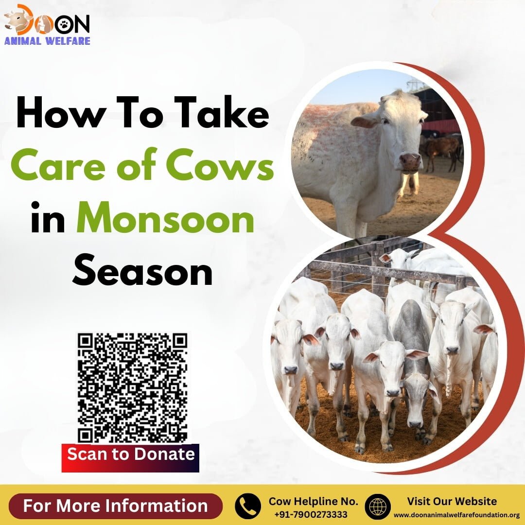 How to Take Care of Cows in Monsoon Season