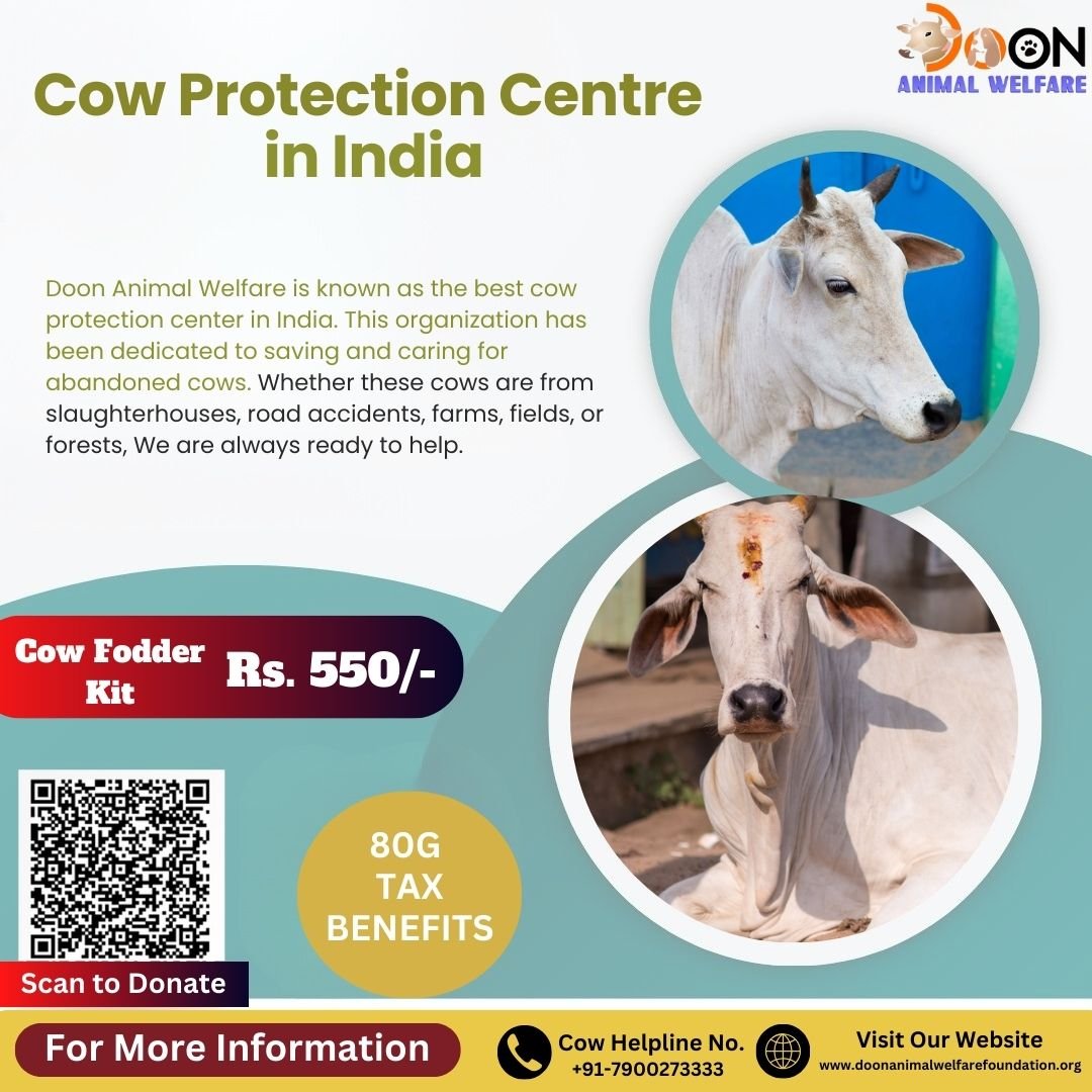 Cow Protection Centre in India