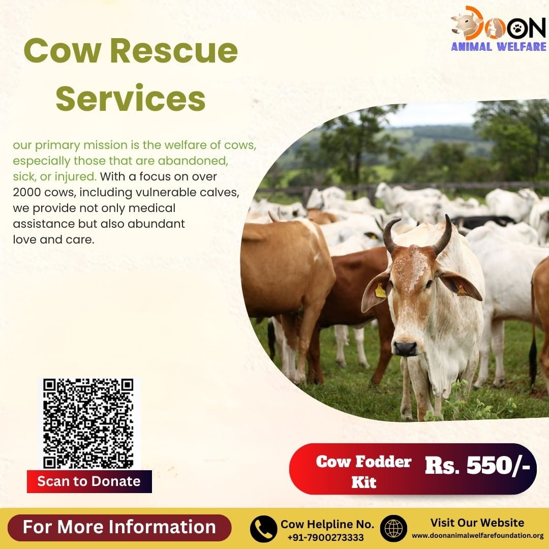 Cow Rescue Services - NGO For Injured Cow Rescue