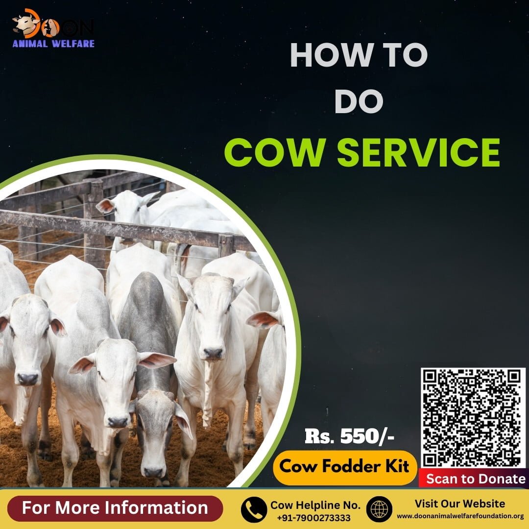 How to do Cow Service