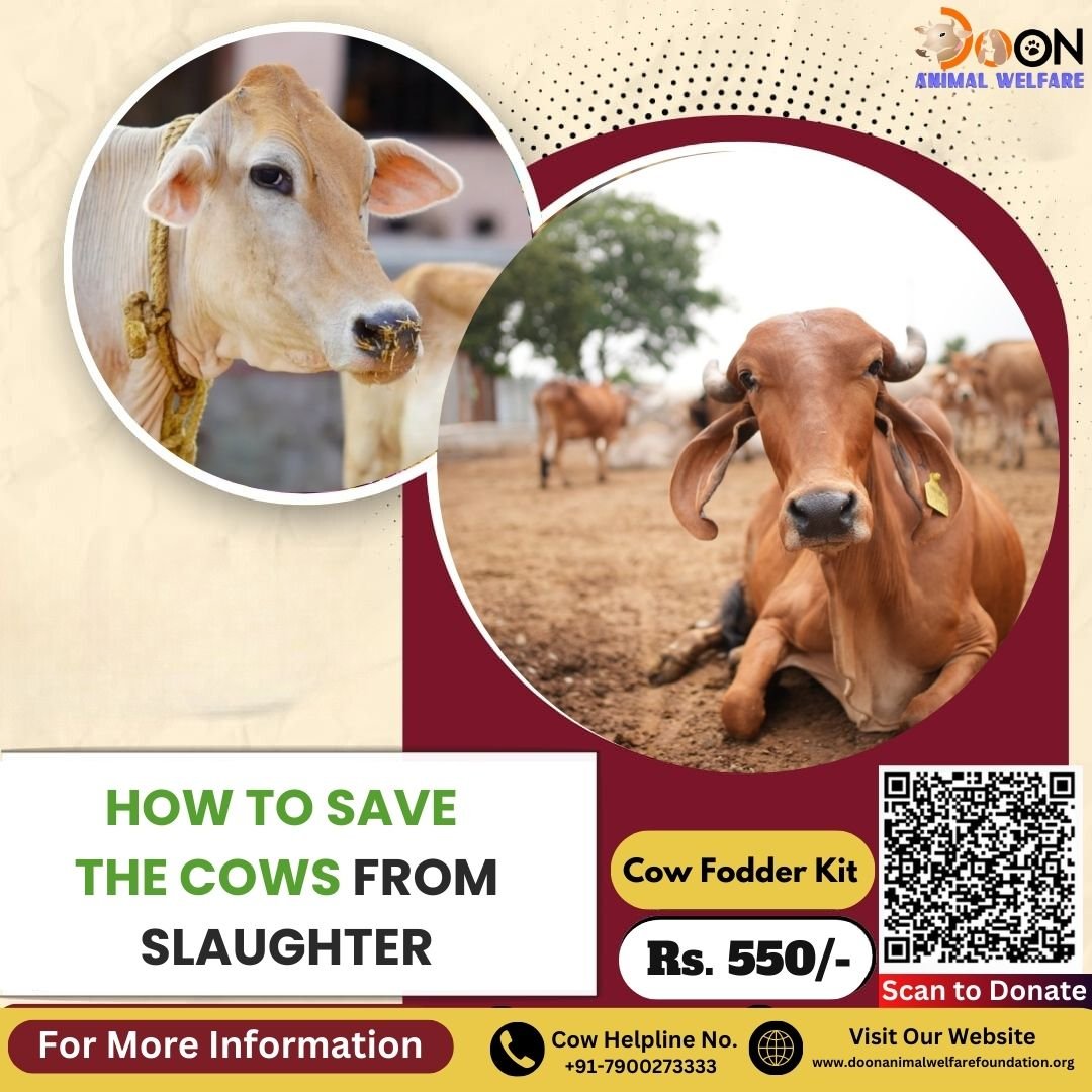 How to save the cows from slaughter