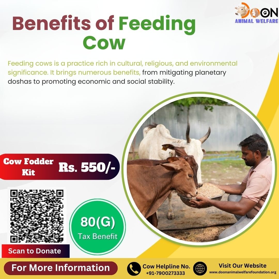 Benefits of feeding Cow