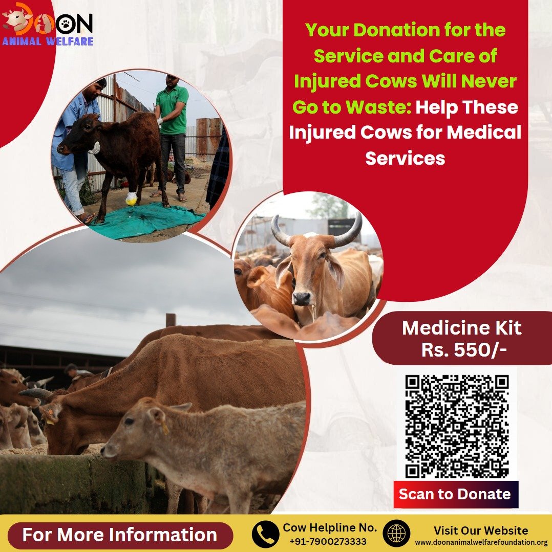 Donate For Injured Cows Medical Treatment