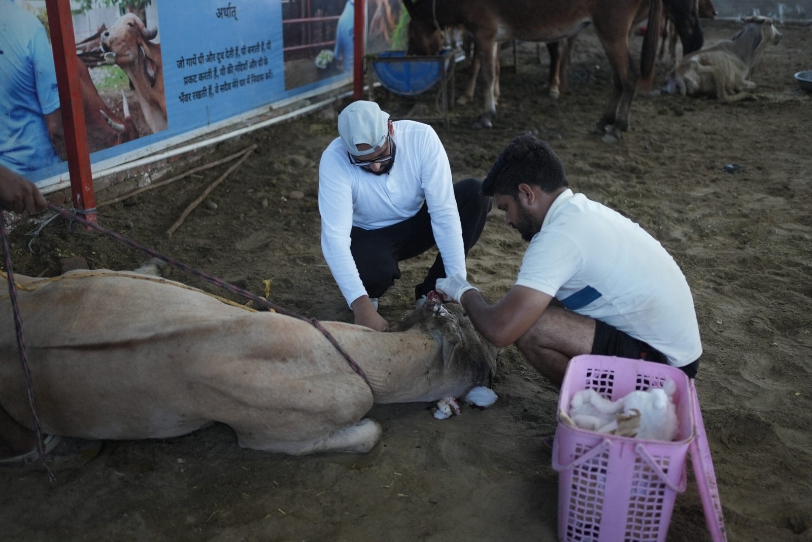 Protecting India’s Sacred Animals this Ganesh Chaturthi