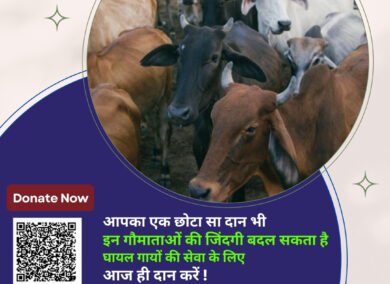 Donate for Cows