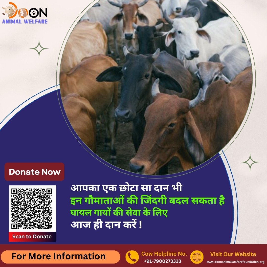 Donate for Cows