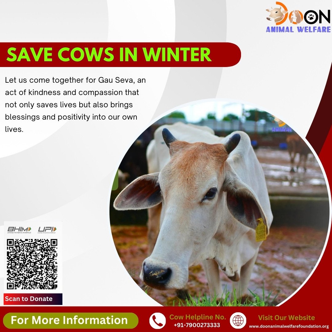 Save Cows in Winter