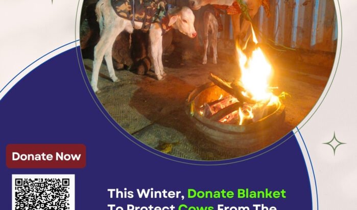 Help Cows in Winter