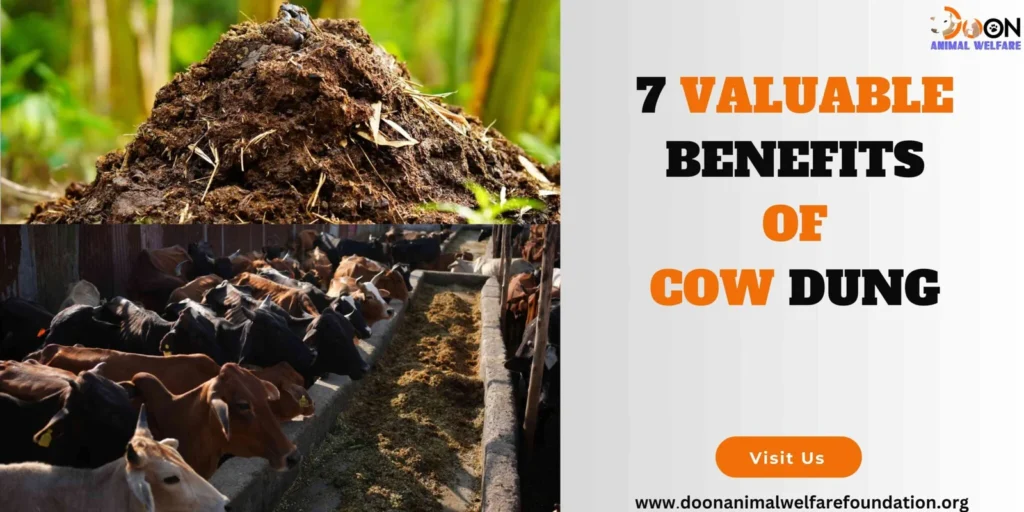 Benefits of Cow Dung