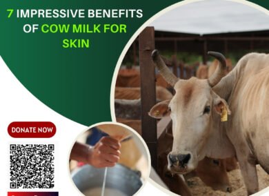 Benefits of Cow Milk for Skin