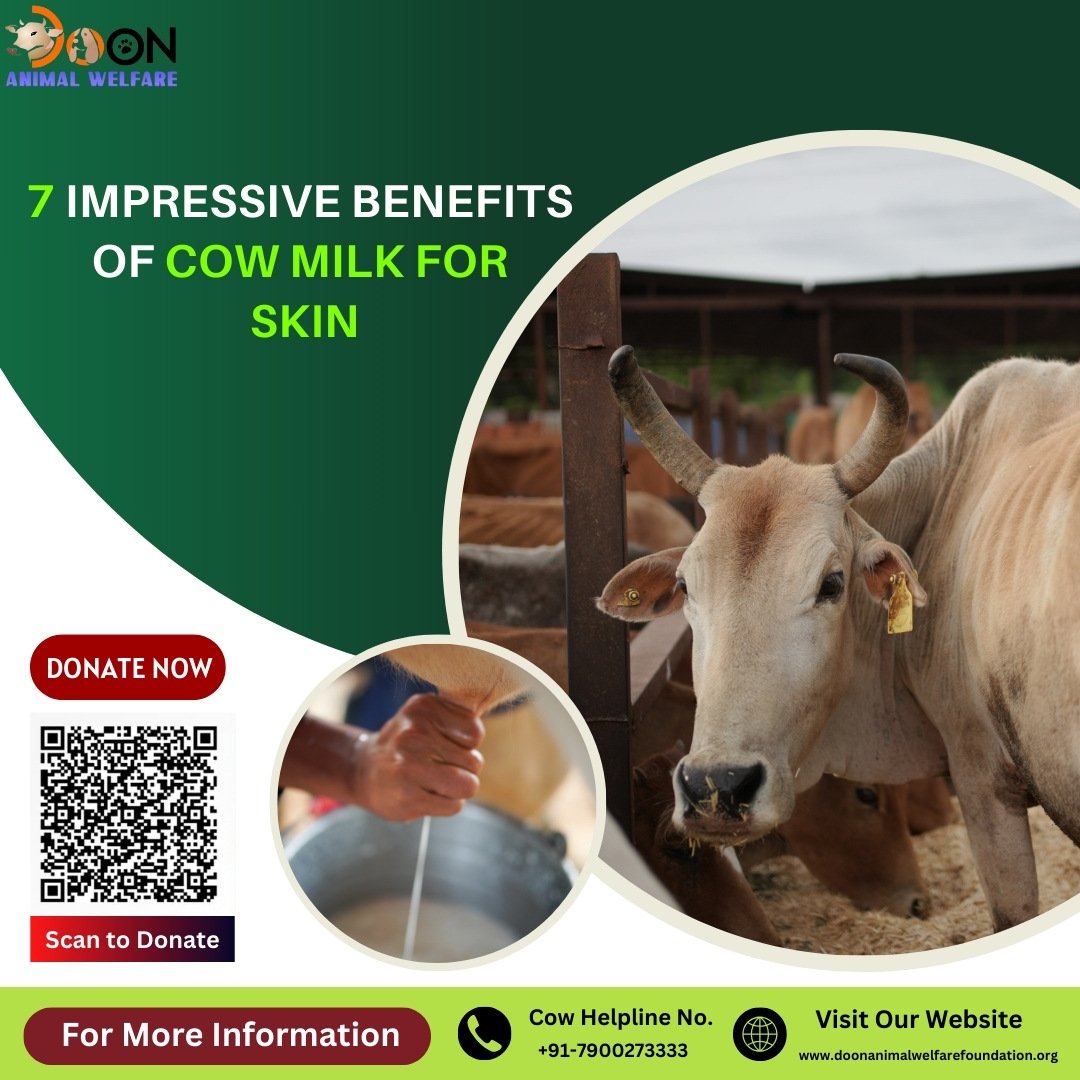 Benefits of Cow Milk for Skin