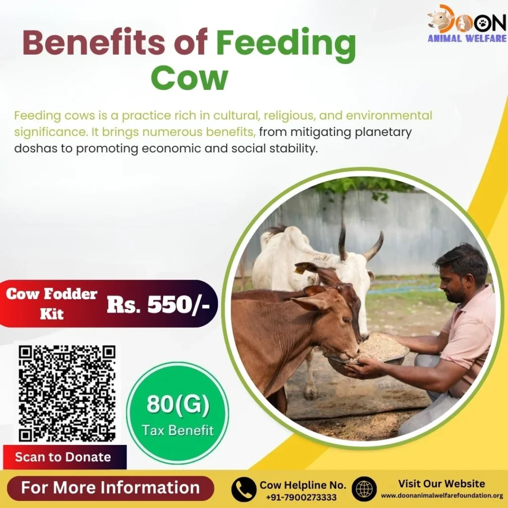 Benefits of Feeding Cow