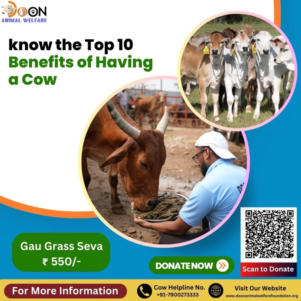 Benefits of Having a Cow- Doon Animal