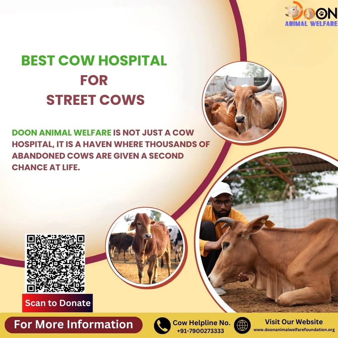 Cow Hospital for Street Cows