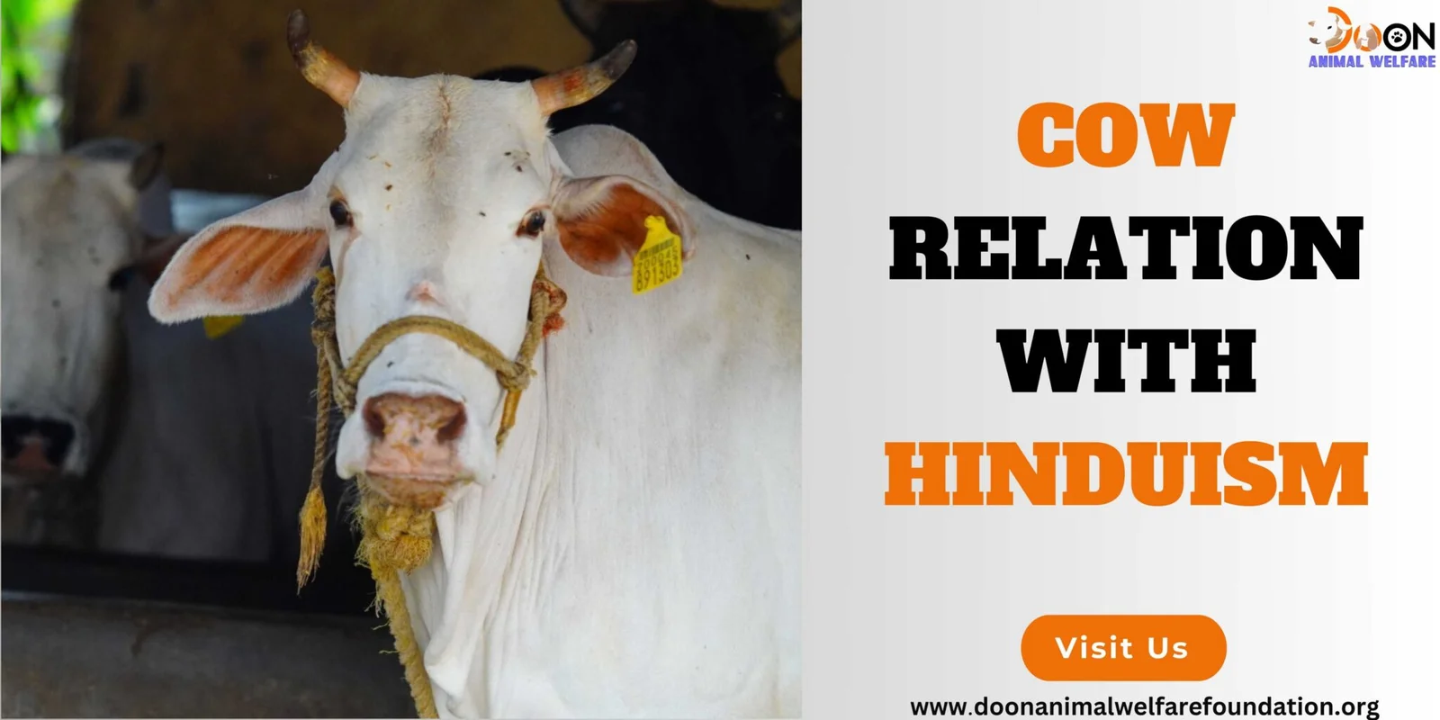 Cow Relation with Hinduism