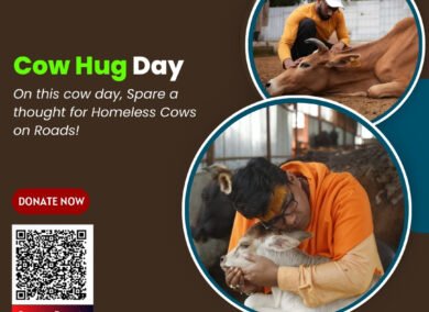 How to Celebrate Cow Hug Day