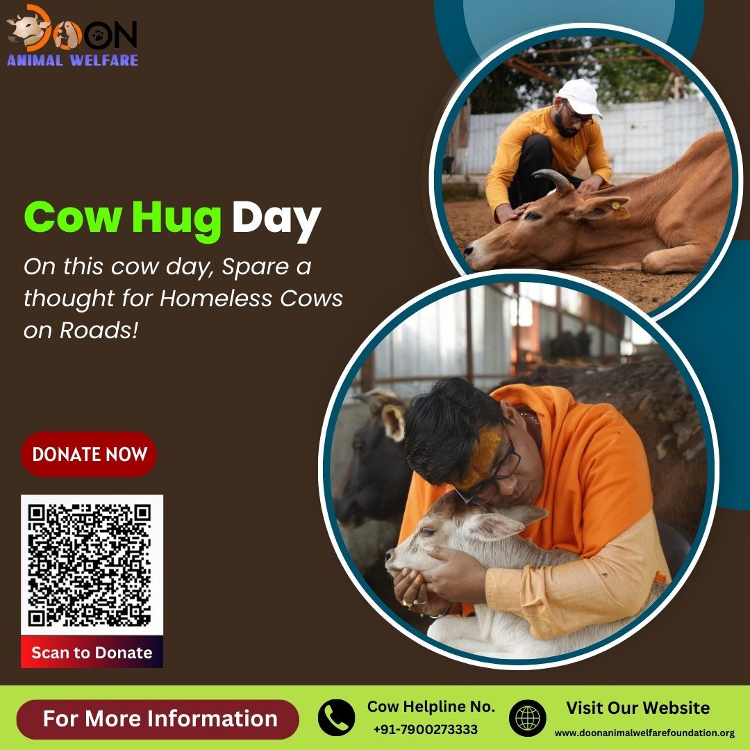 How to Celebrate Cow Hug Day