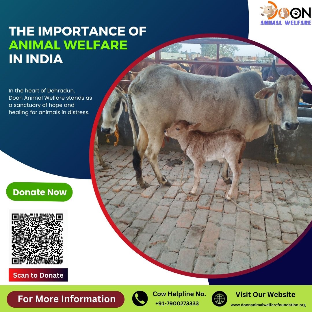 Importance of Animal Welfare