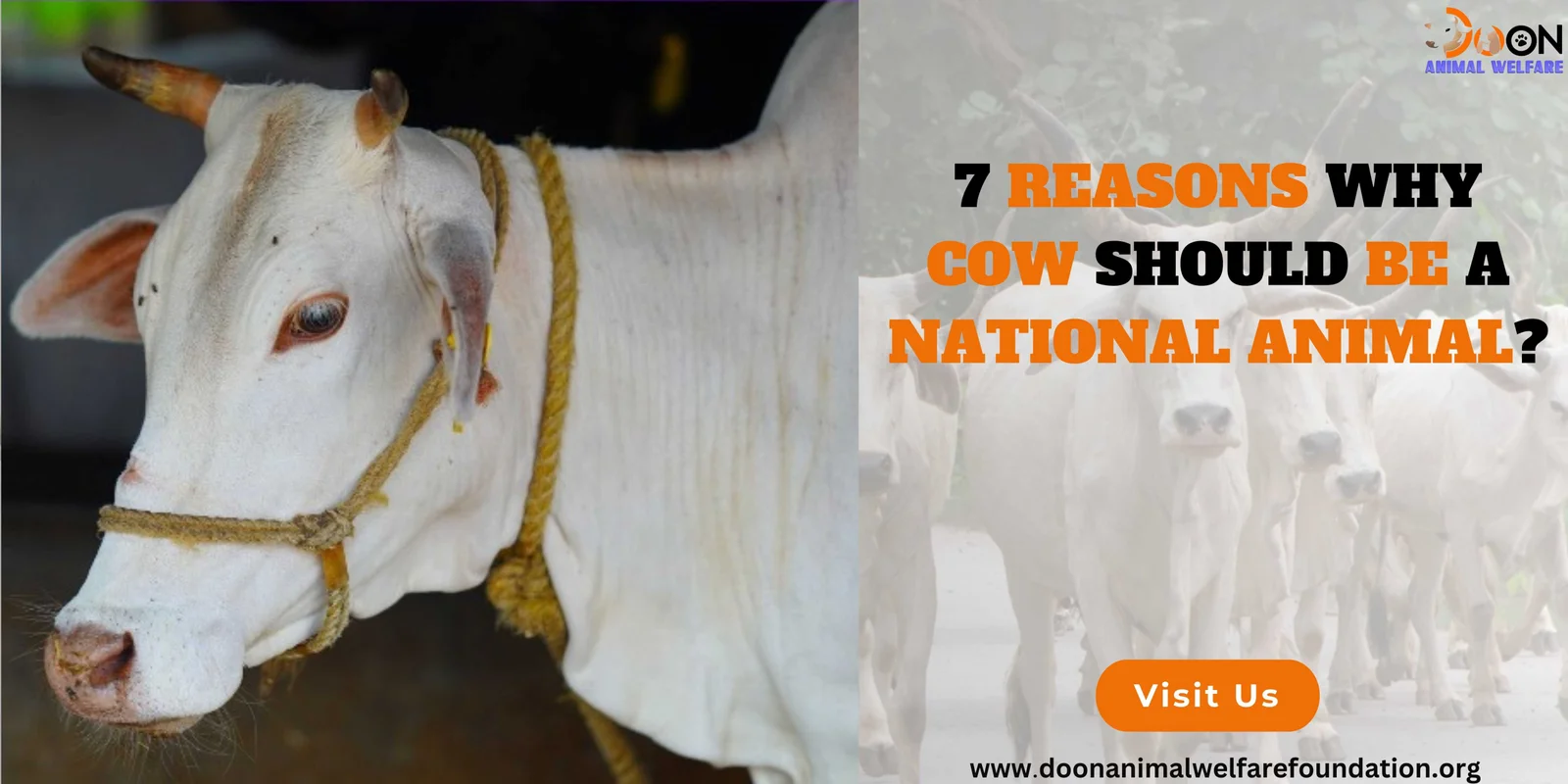 Why Cow Should Be a National Animal