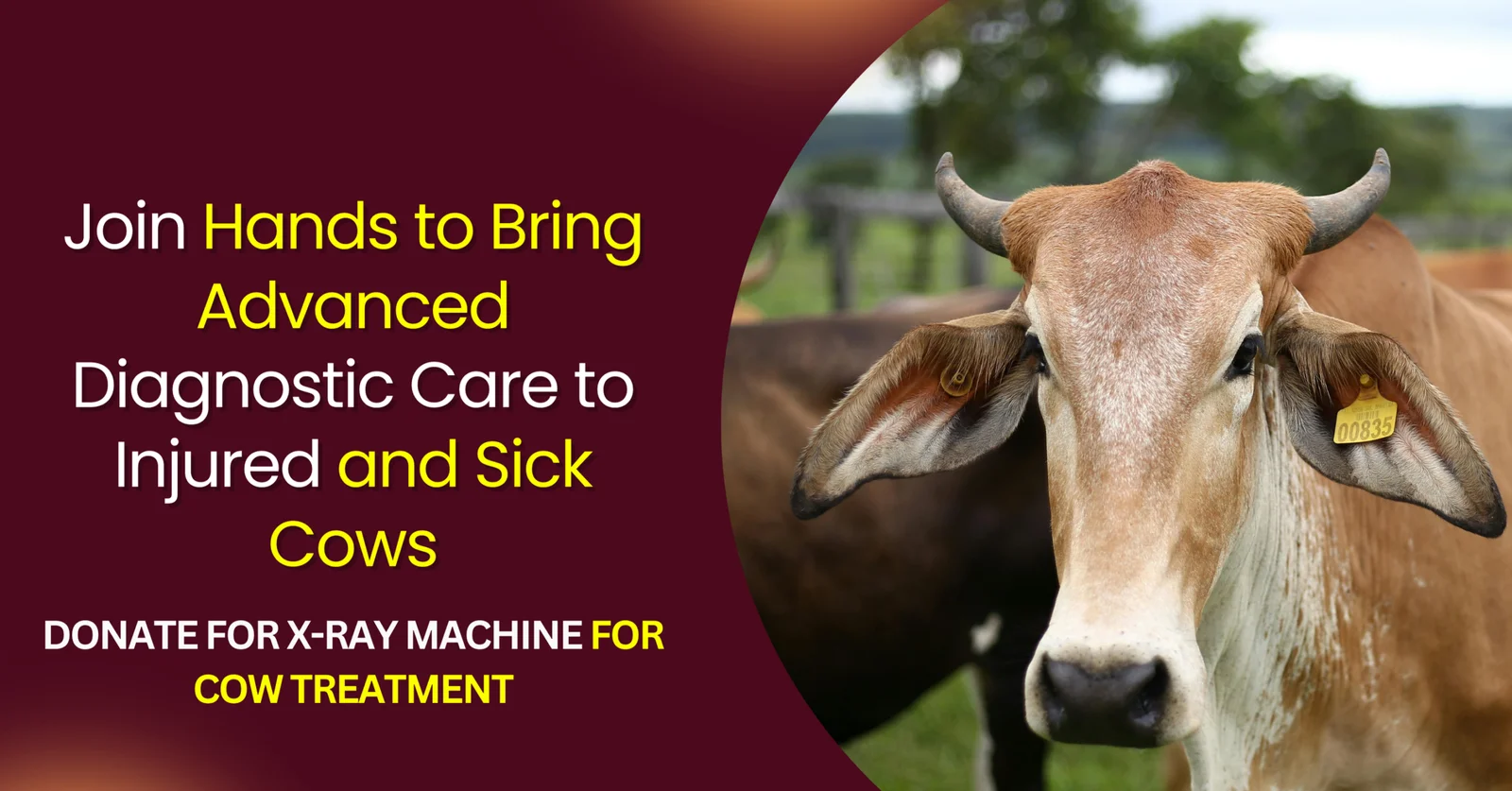 Join hands with Doon Animal Welfare Trust and light up the path to recovery for these injured souls