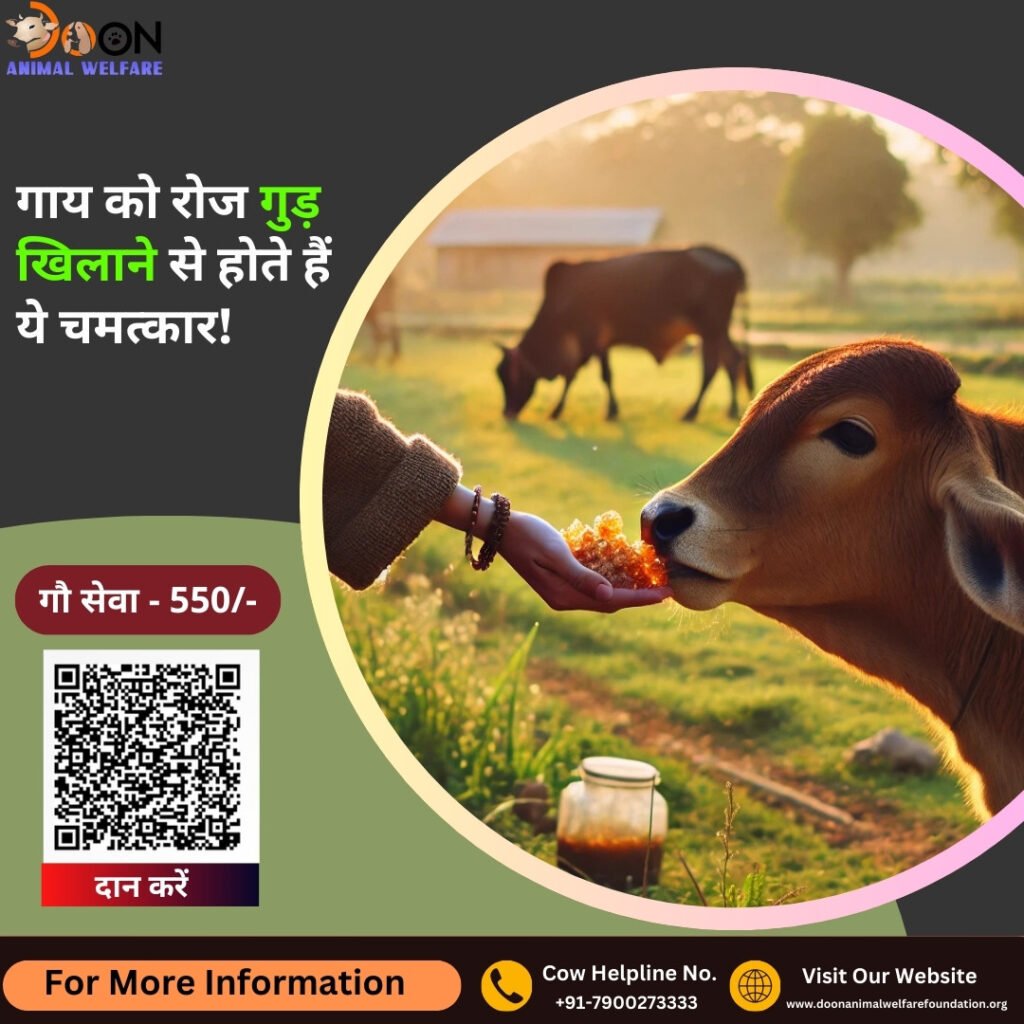 Gay ko Gud Khilane ke Fayde