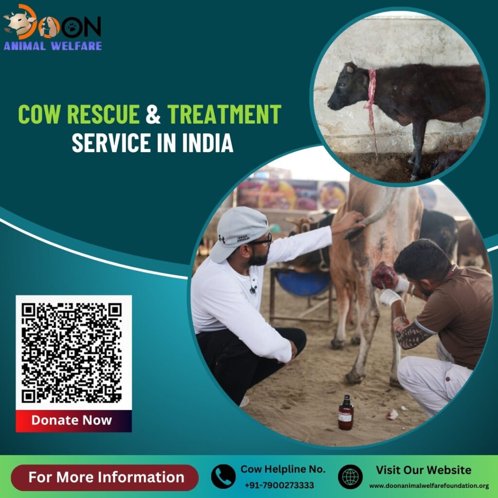 Cow Rescue Service in India