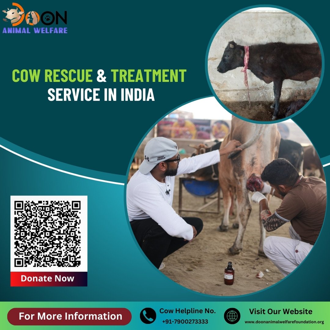 Cow Rescue Service in India
