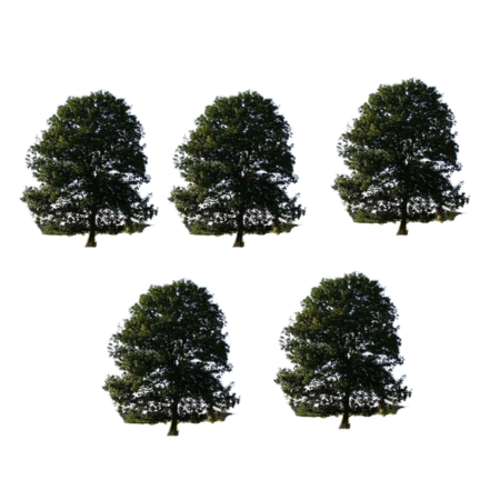 Plantation (5 Trees) 