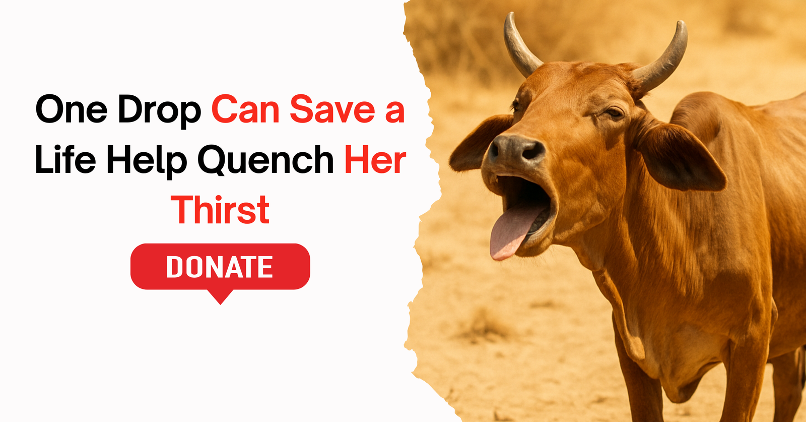 Providing Cool Comfort to Dehradun’s Gaumata