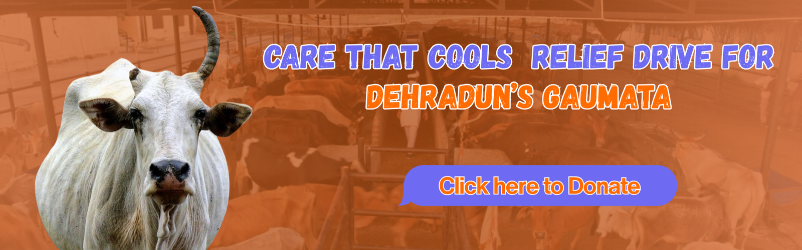 Providing Cool Comfort to Dehradun’s Gaumata