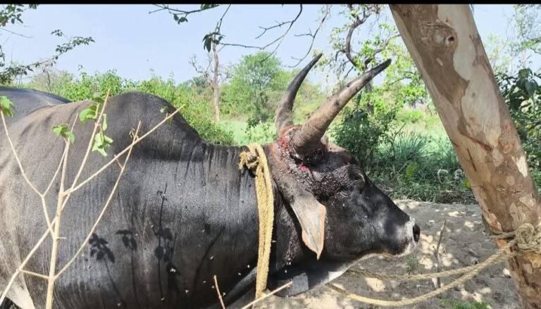 Bhola’s Journey: From Silent Suffering to Healing Hope