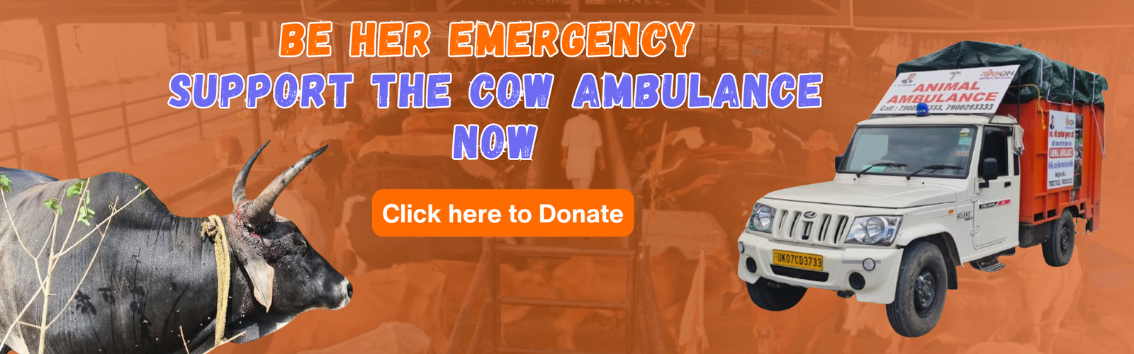 Saving Lives on the Road Urgent Animal Ambulance Appeal