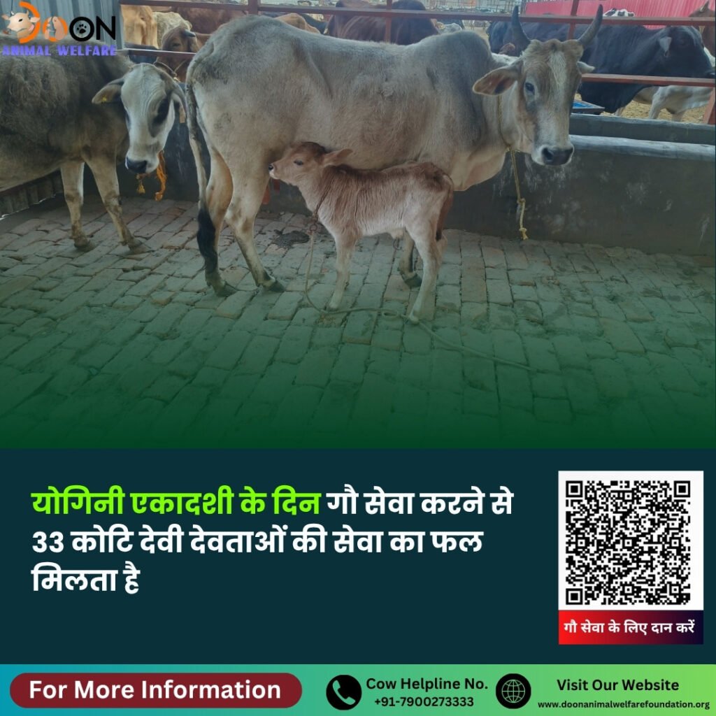 Donate on Yogini Ekadashi