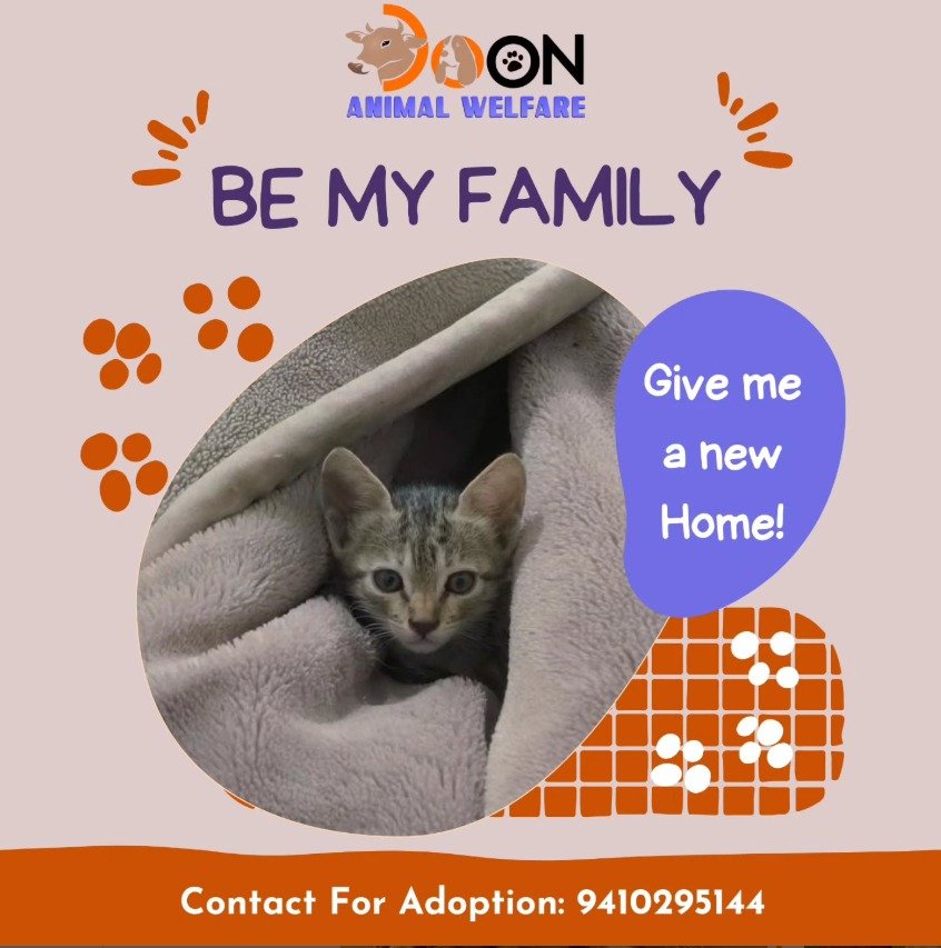 Kitten Adoption