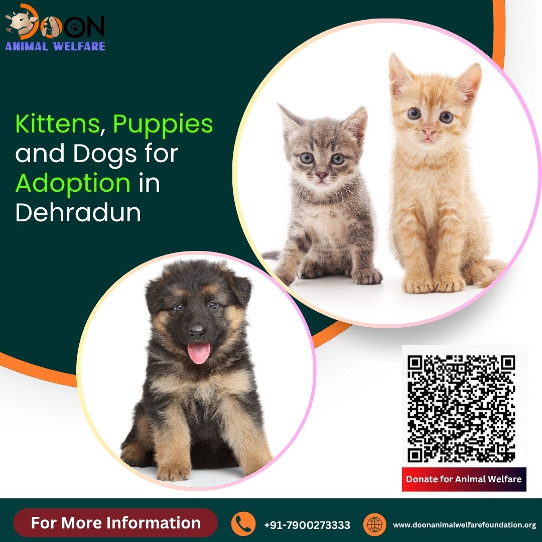 Pet Adoption in Dehradun