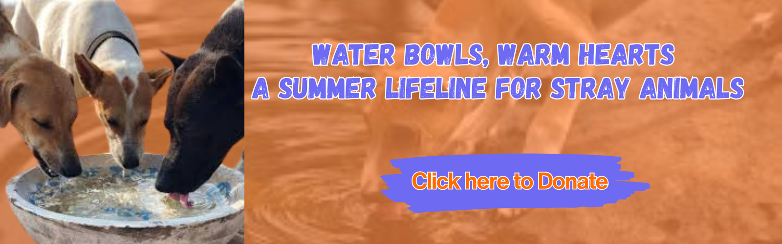 Summer Hydration Drive for Dehradun’s Stray Animals!