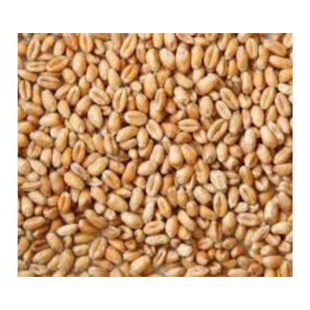 Wheat 51 Kgs