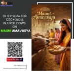 Donate for cows on Mauni Amavasya
