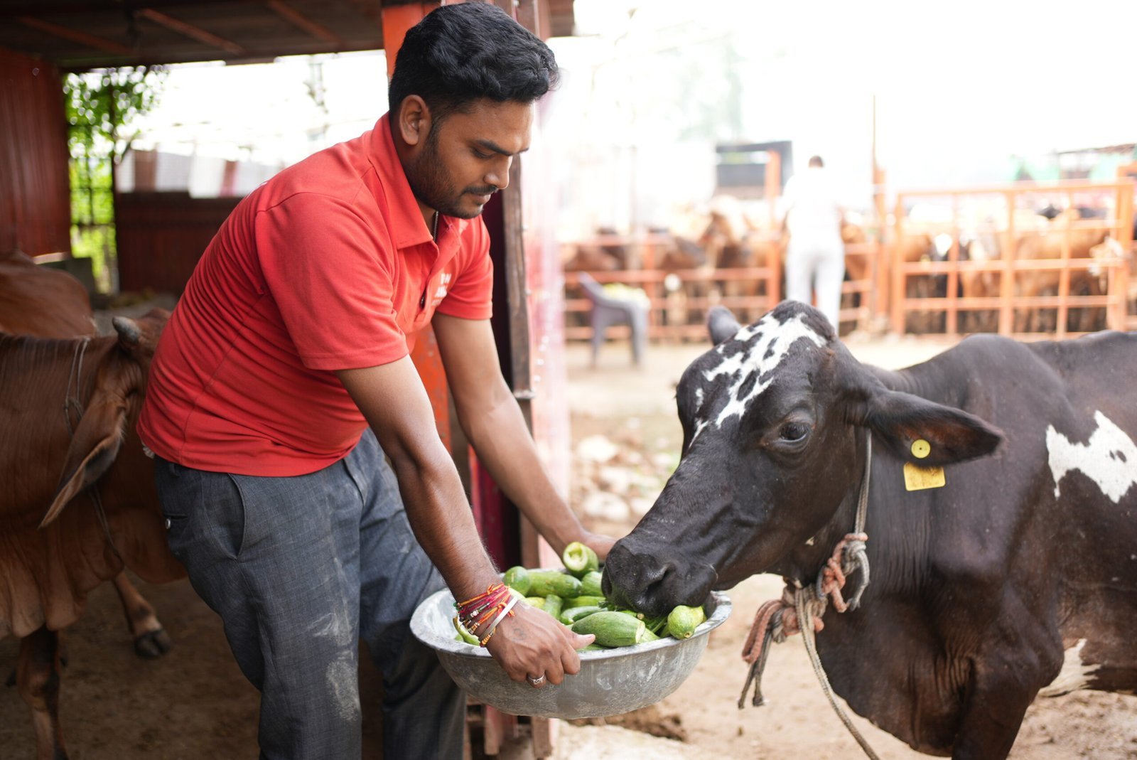 Doon Animal Welfare Foundation about image 1