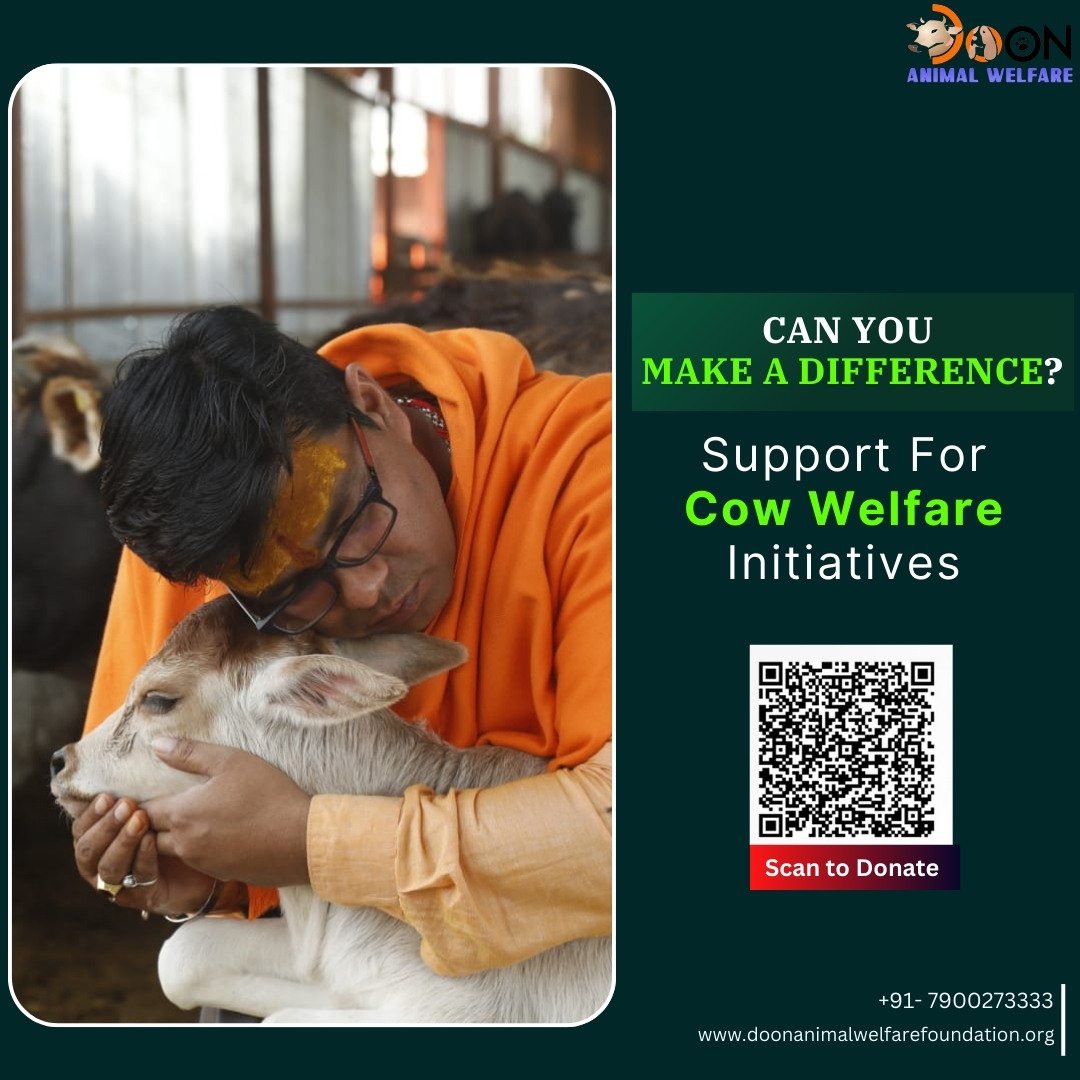 Can You Make a Difference by Supporting Cow Welfare Initiatives