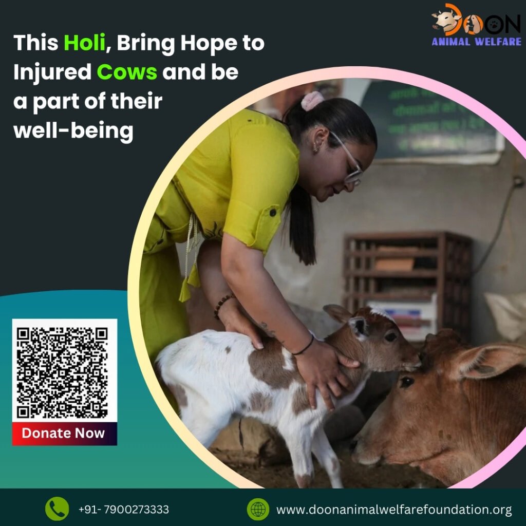 Donate for Cows on Holi