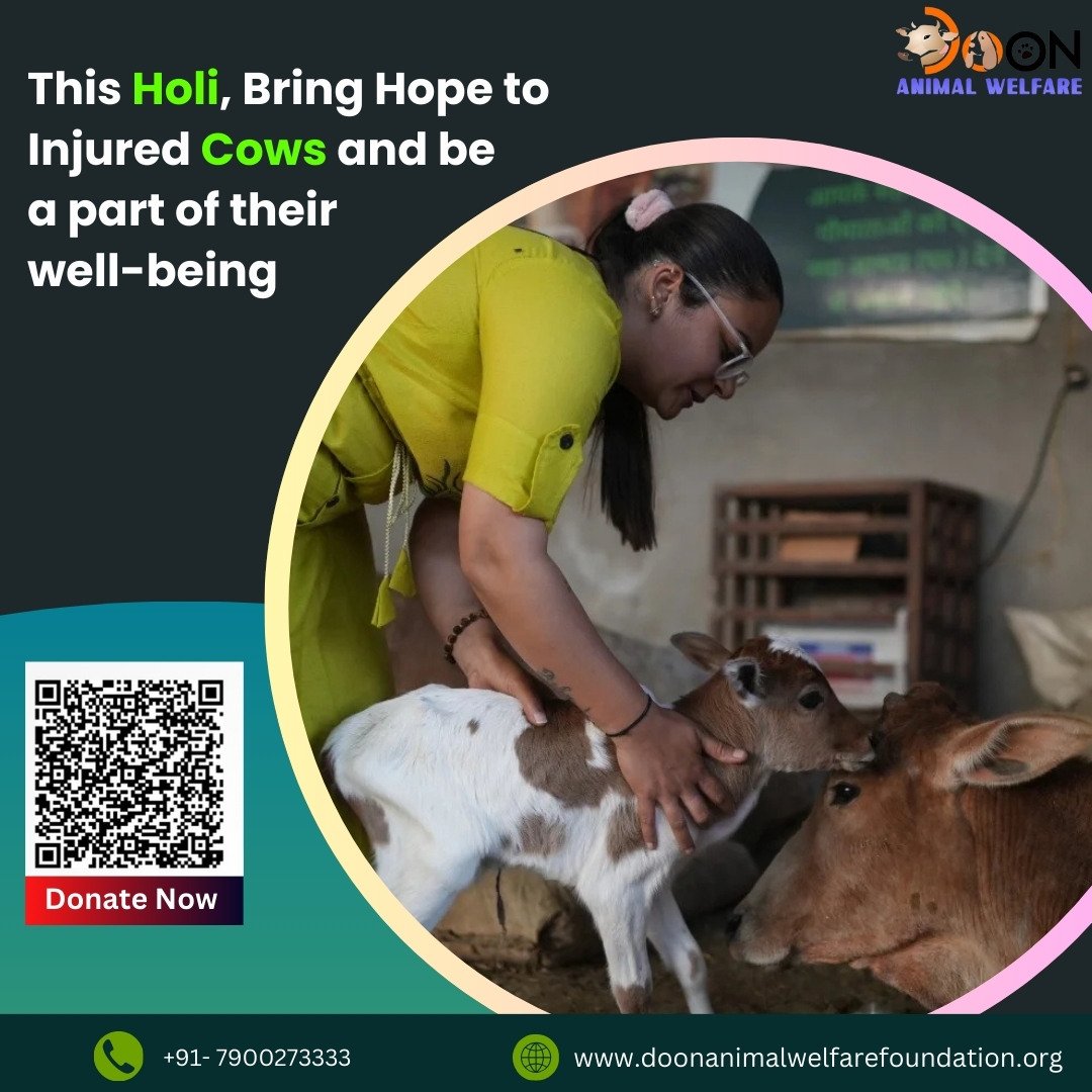 Donate for Cows on Holi
