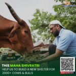 Donate on Shivratri - help to build cow shelter in dehradun